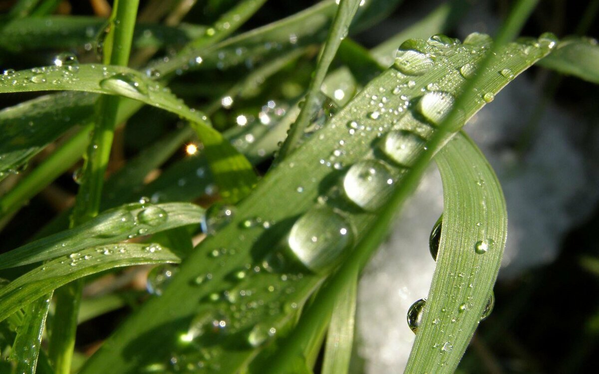 Капельки росы на траве