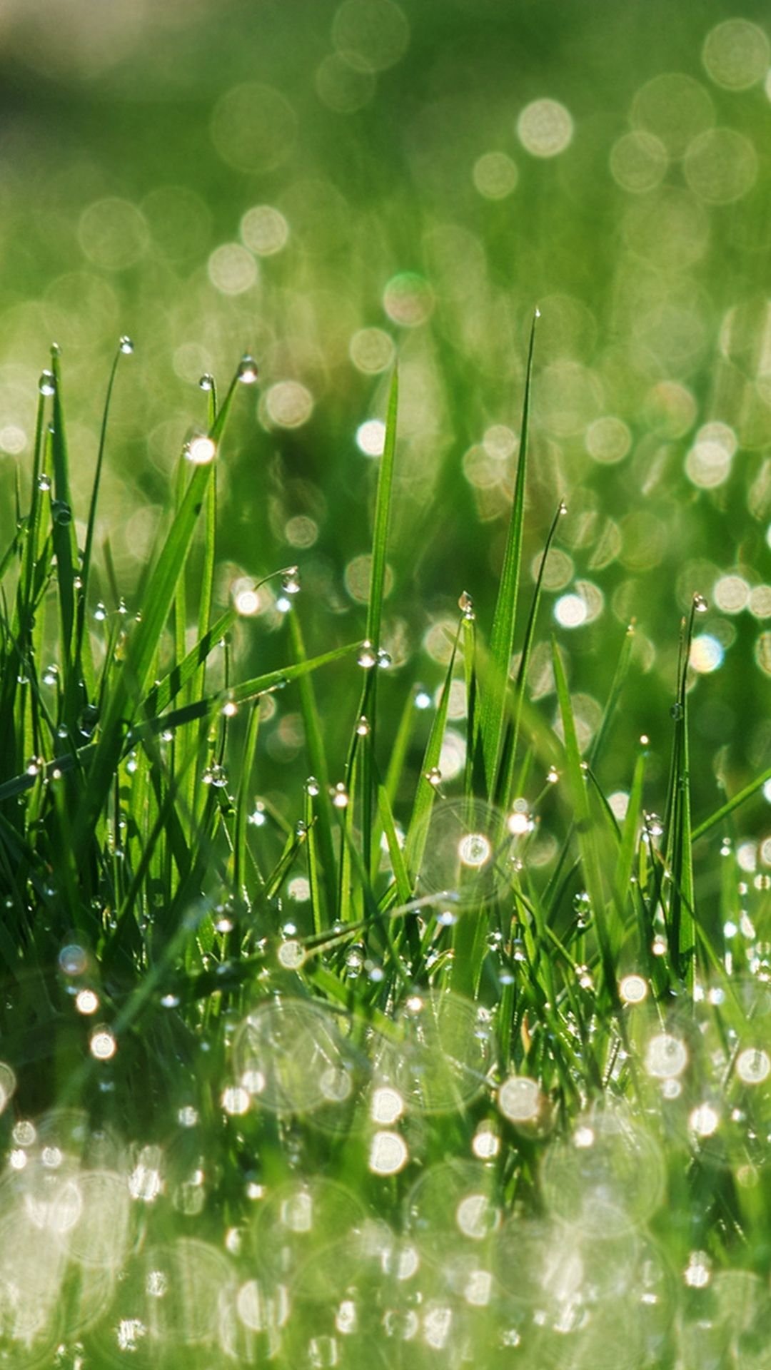 Красивая трава