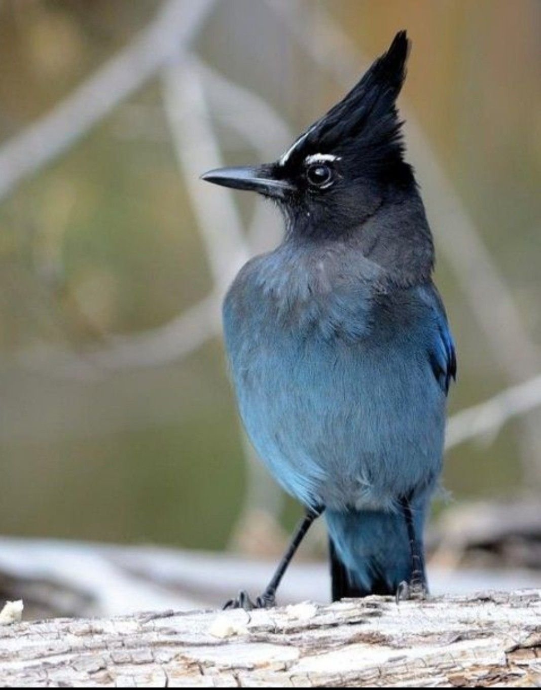 Забавные птицы