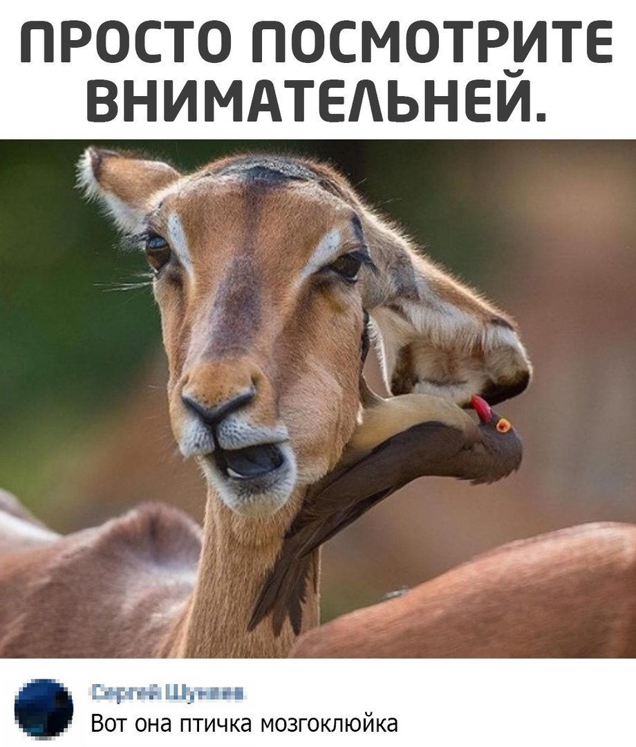 Птичка мозгоклюйка смешные мемы