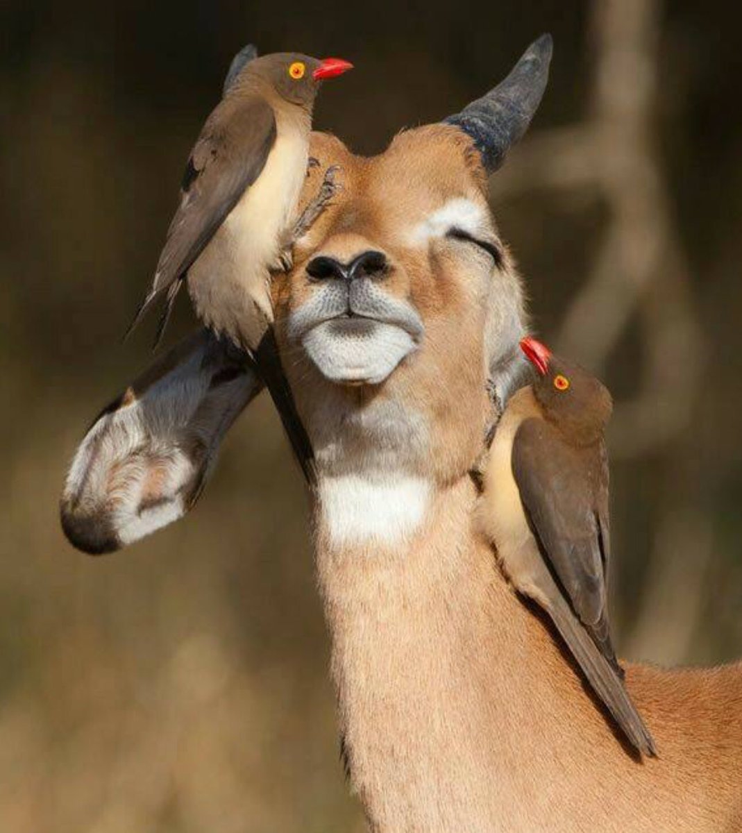 Нахохлившийся птенец