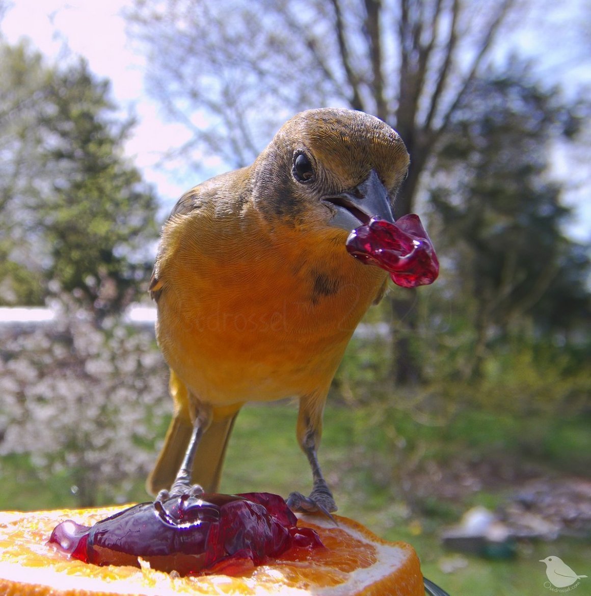 Птичка мозгоклюйка картинки