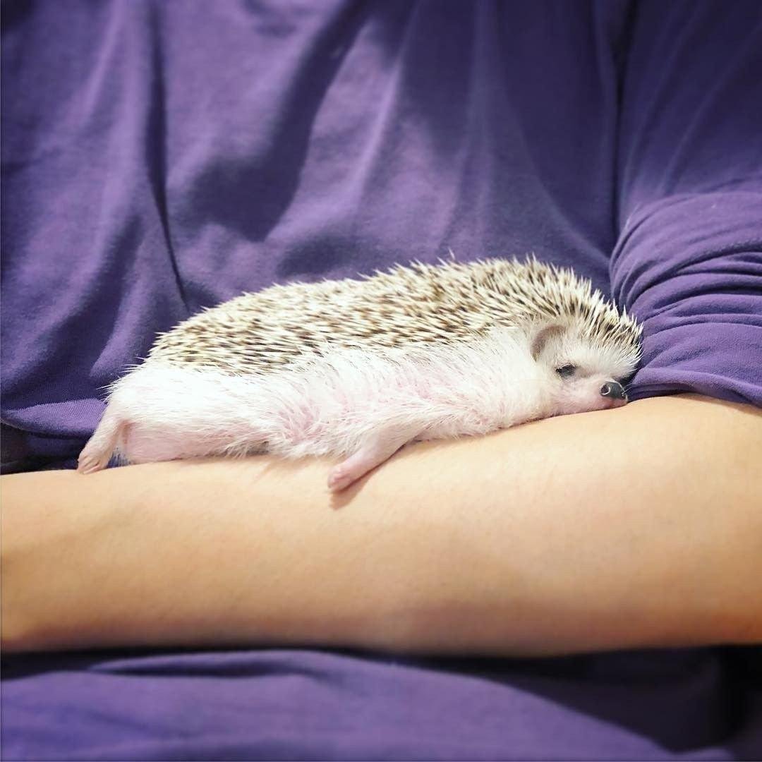 Уставший Ежик