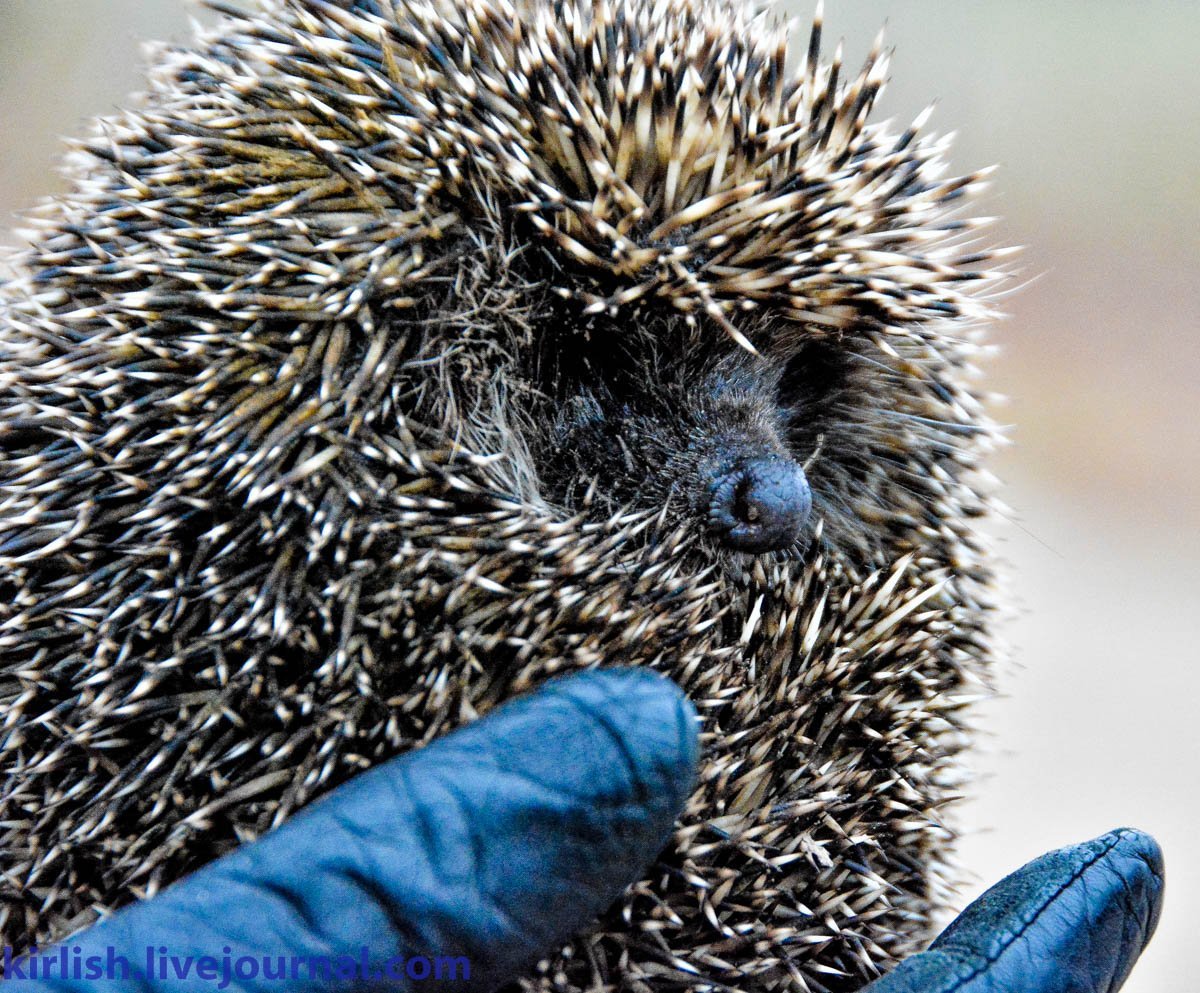 Ежик устал