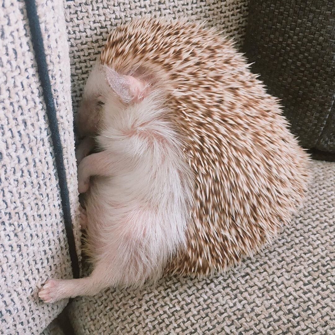 Уставший Ежик