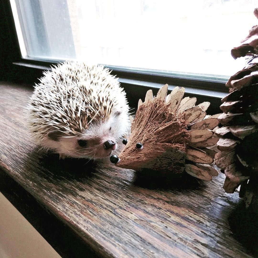 Блинский ёж