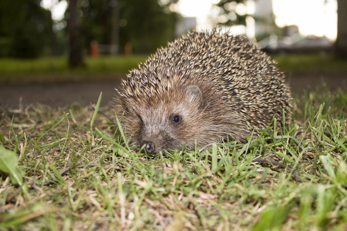 Ёж обыкновенный фото