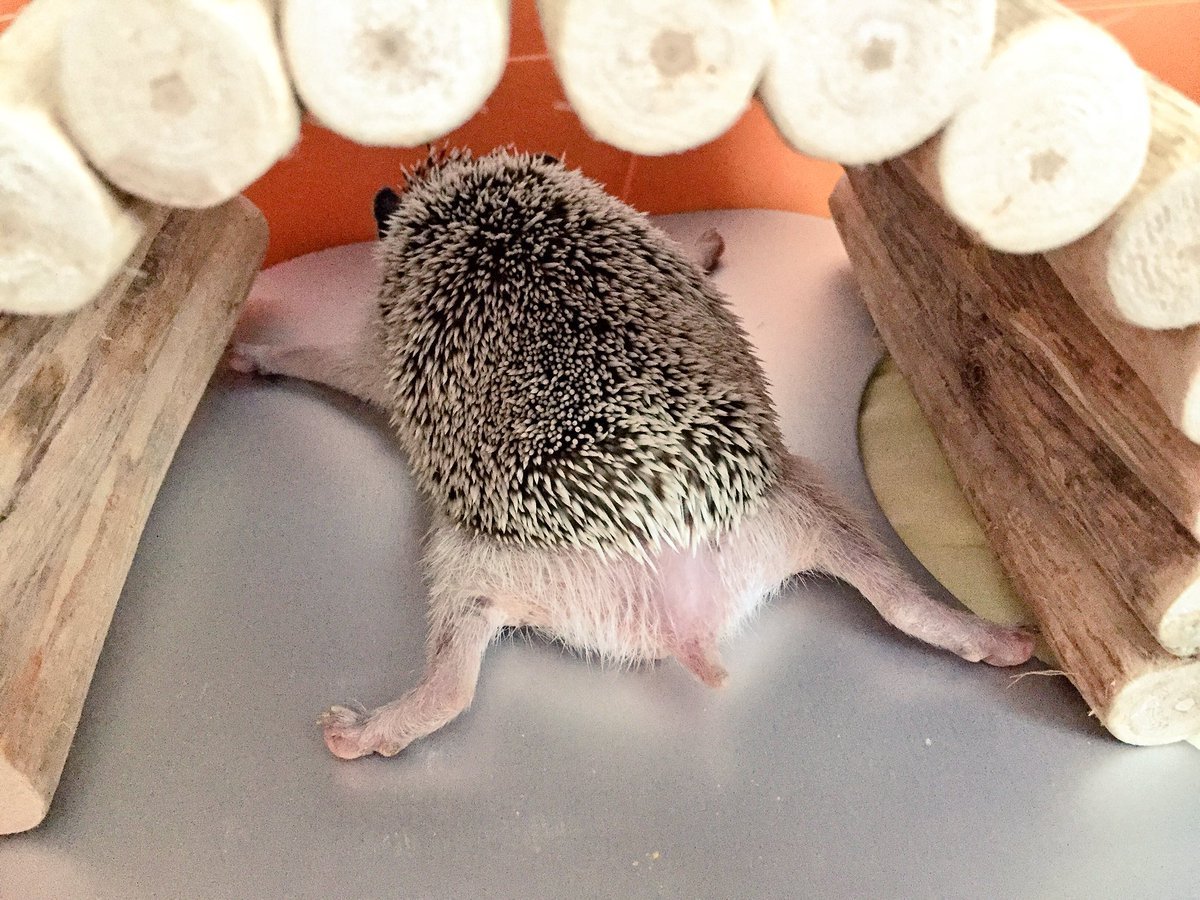 Ежик лежит