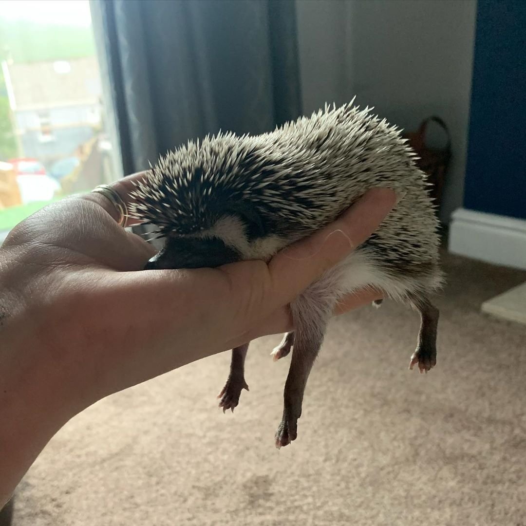 Ленивая ежиха