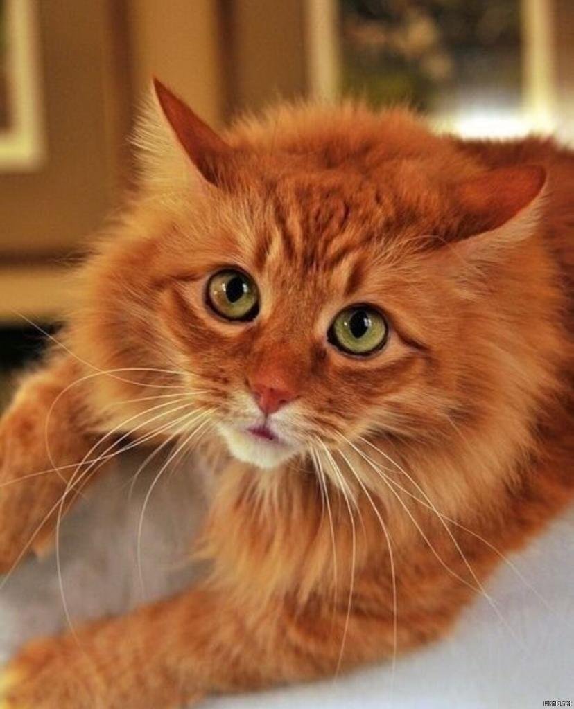 Кот пушистый рыжий