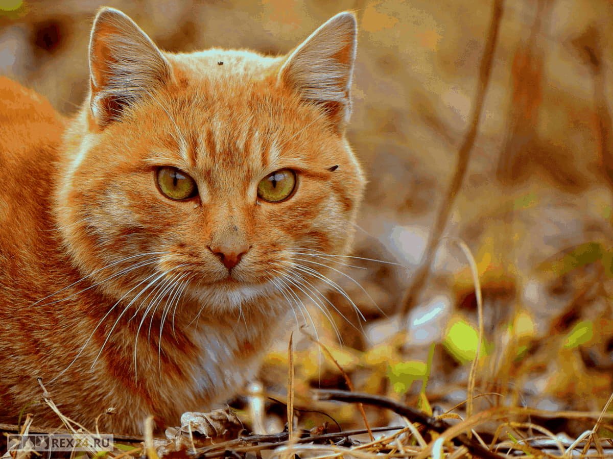 Кошка с красивыми глазами