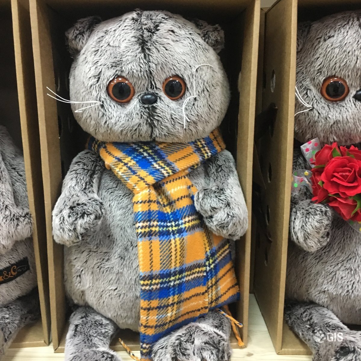 Кот Басик Лили бэби