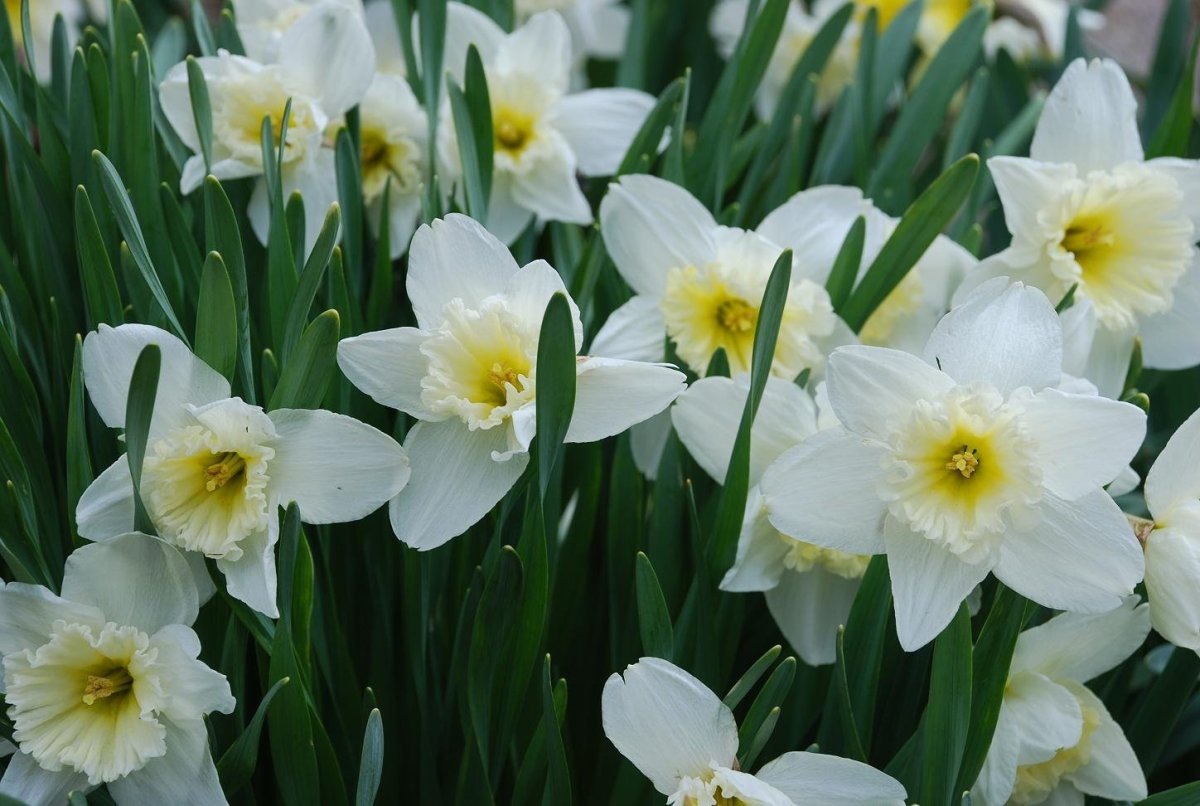 Нарцисс Фрагрант спринг