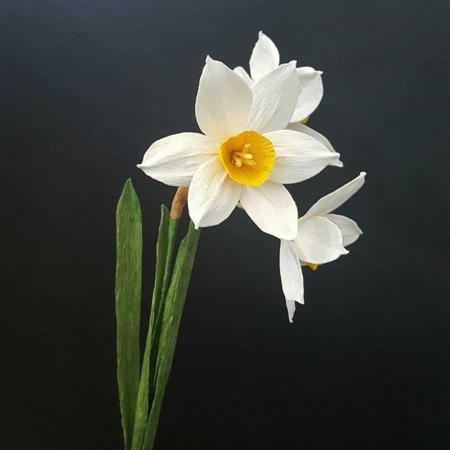 Нарцисс референс