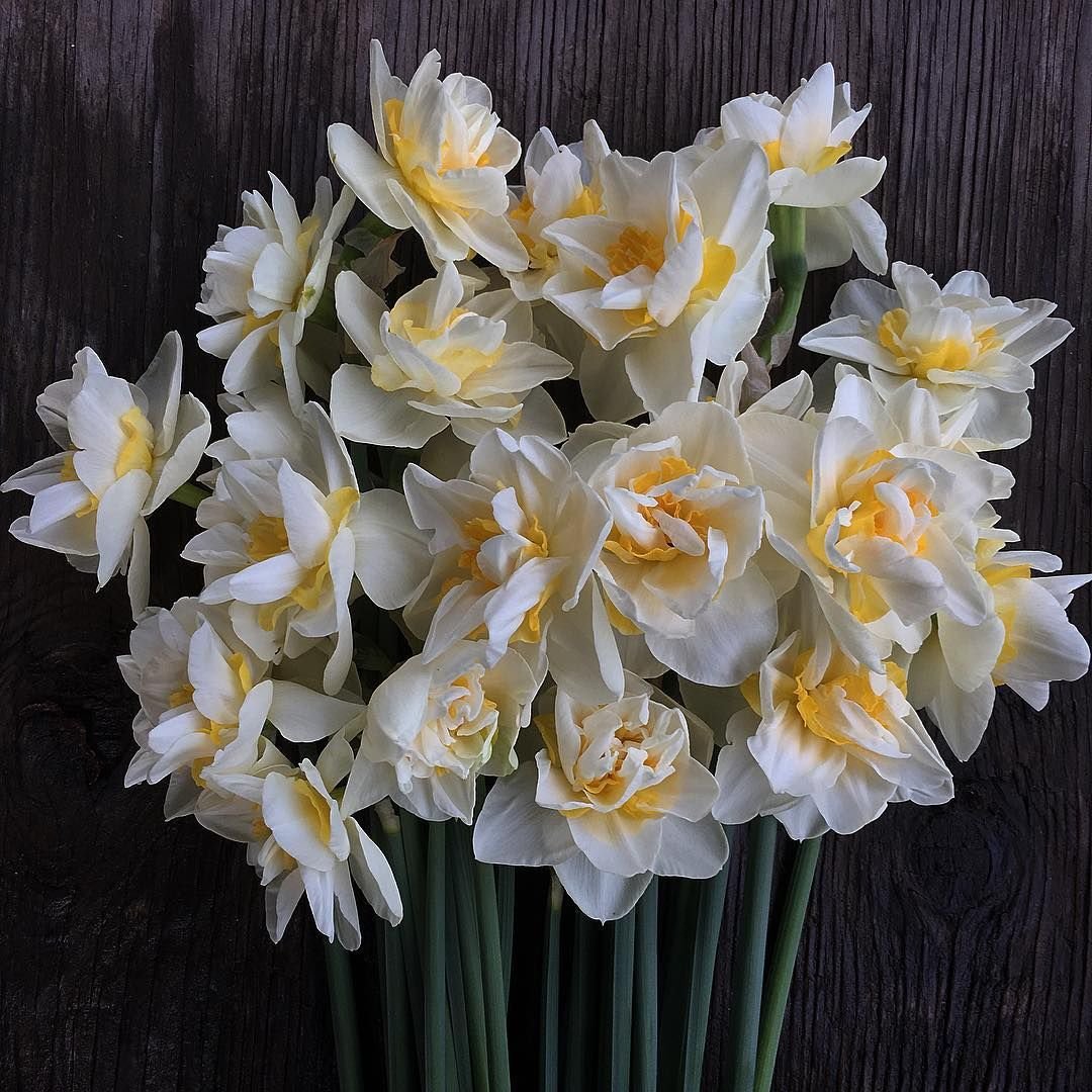 Нарцисс (растение)