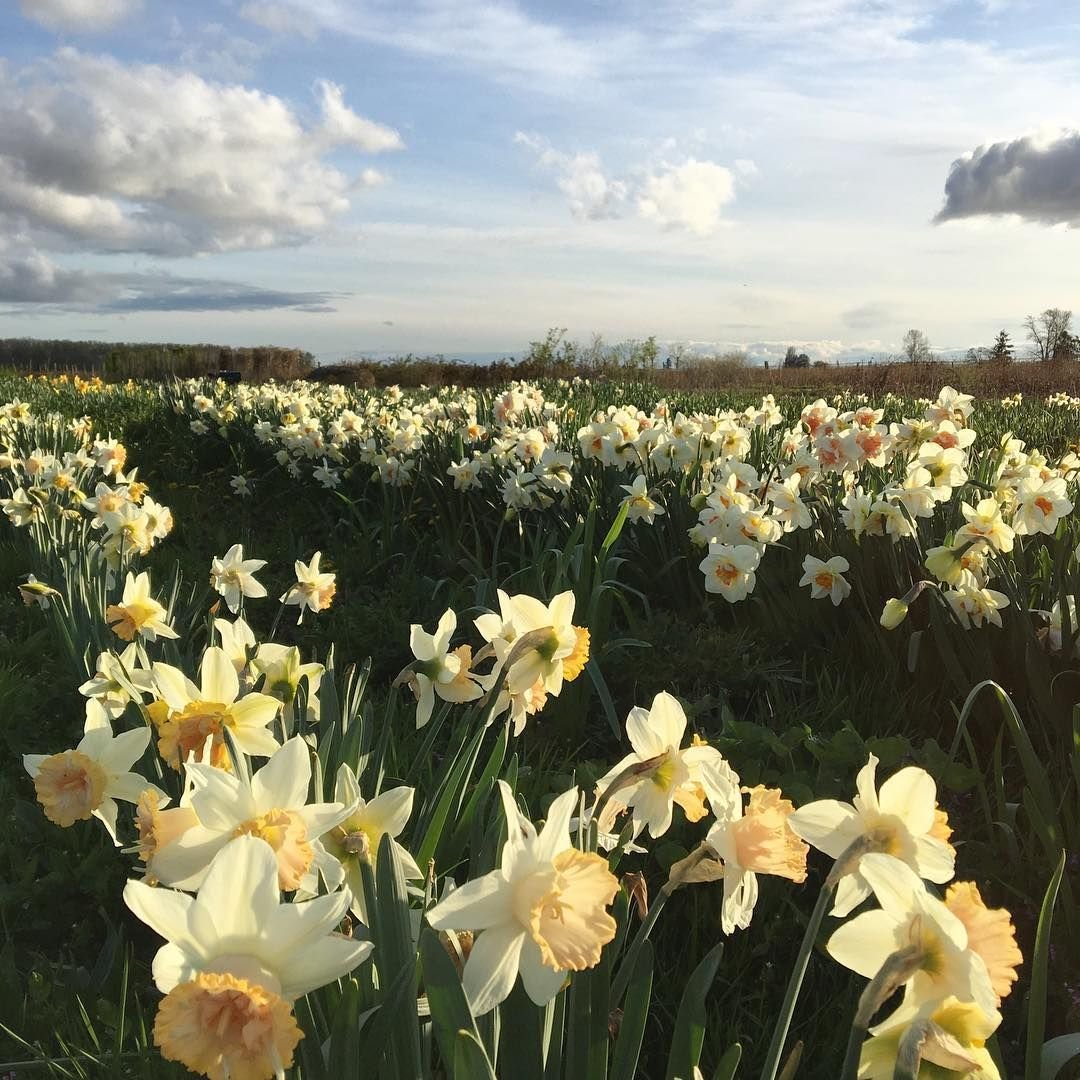 Нарцисс Женева