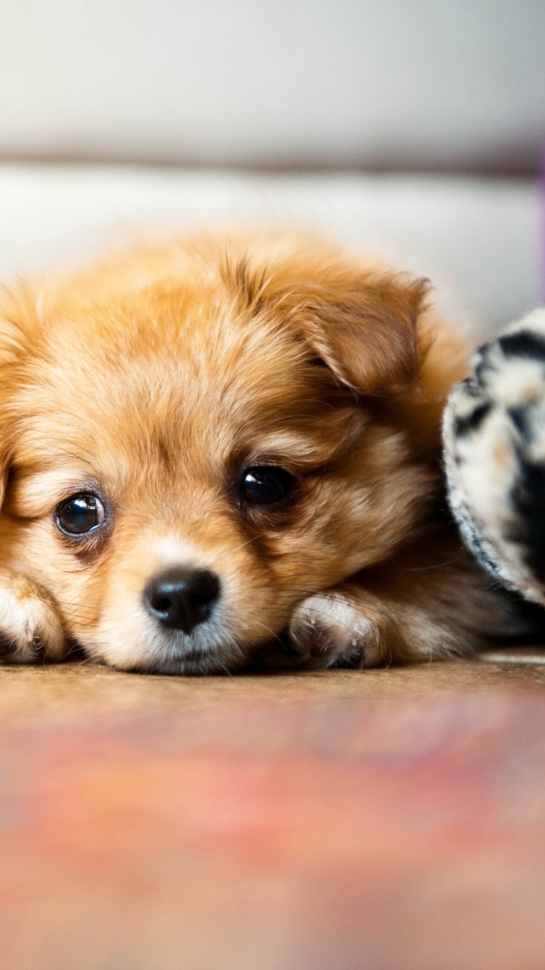 Грустный щенок