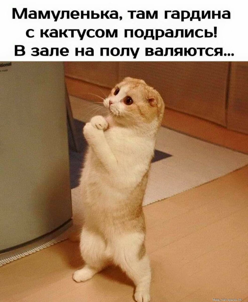 Извините картинка смешная