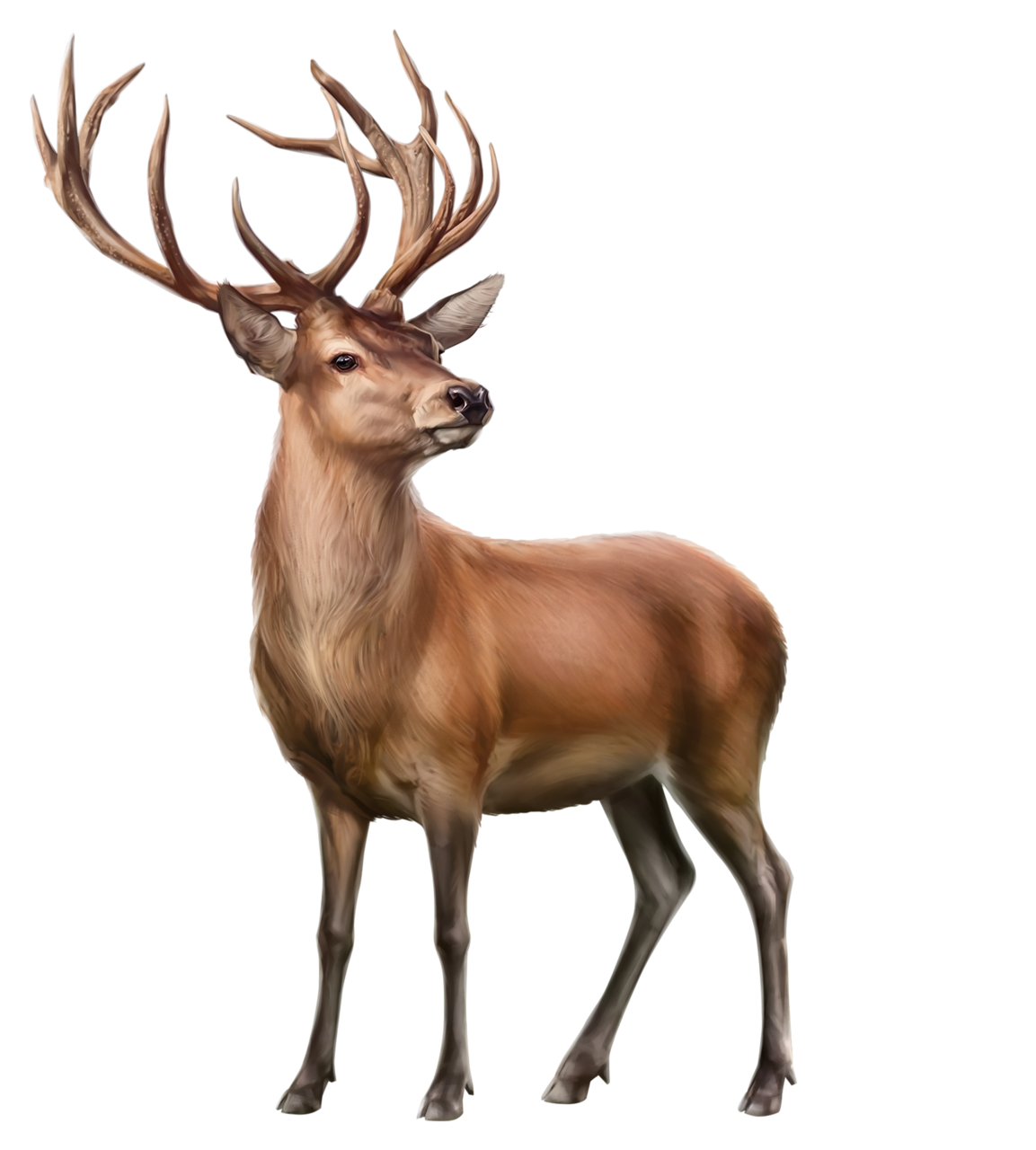 Олень на белом фоне