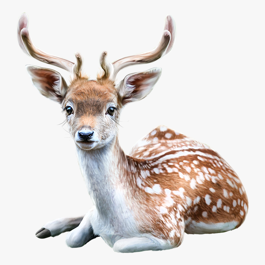 Лань на белом фоне