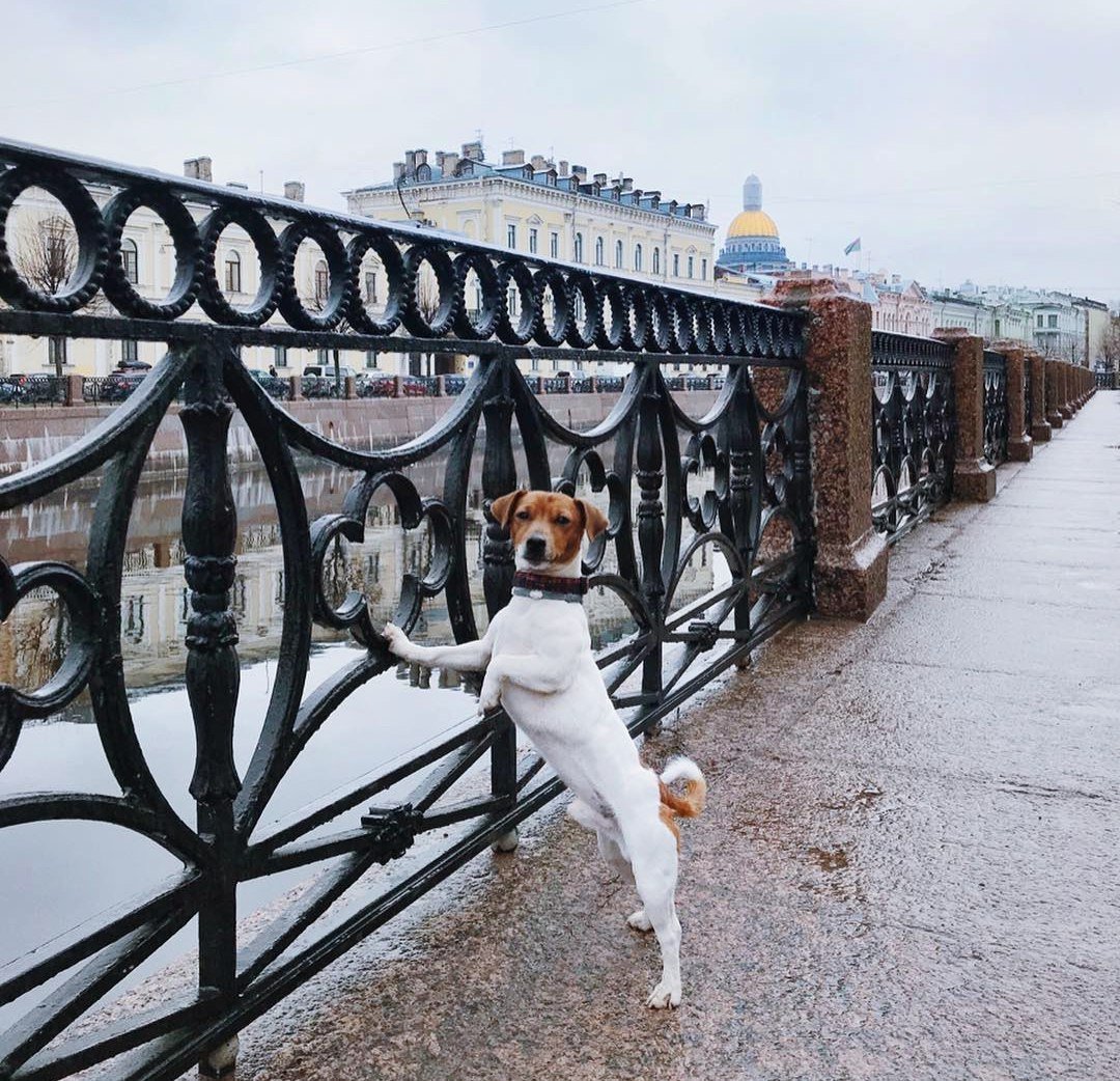 Питерское утро