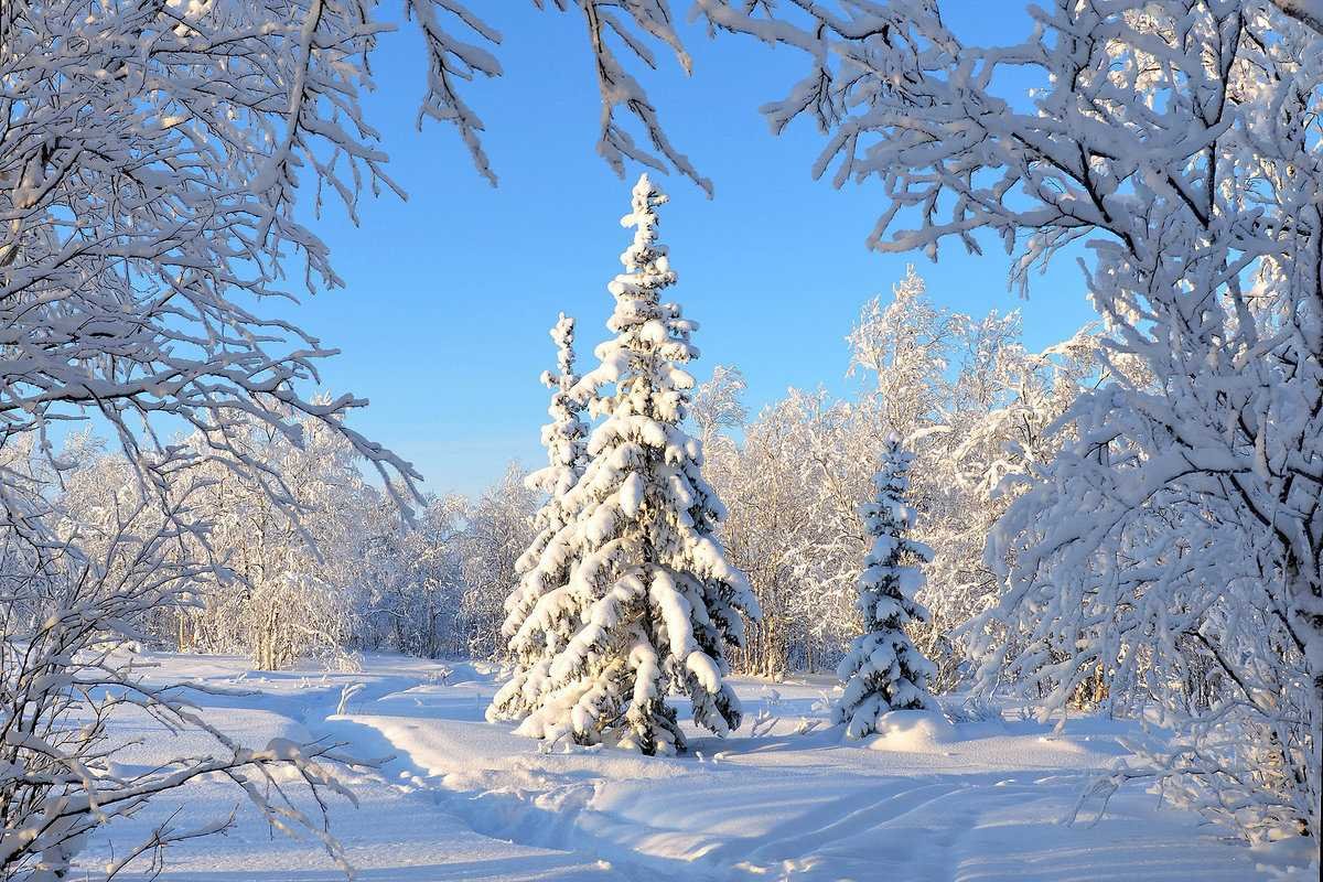 Зимняя природа