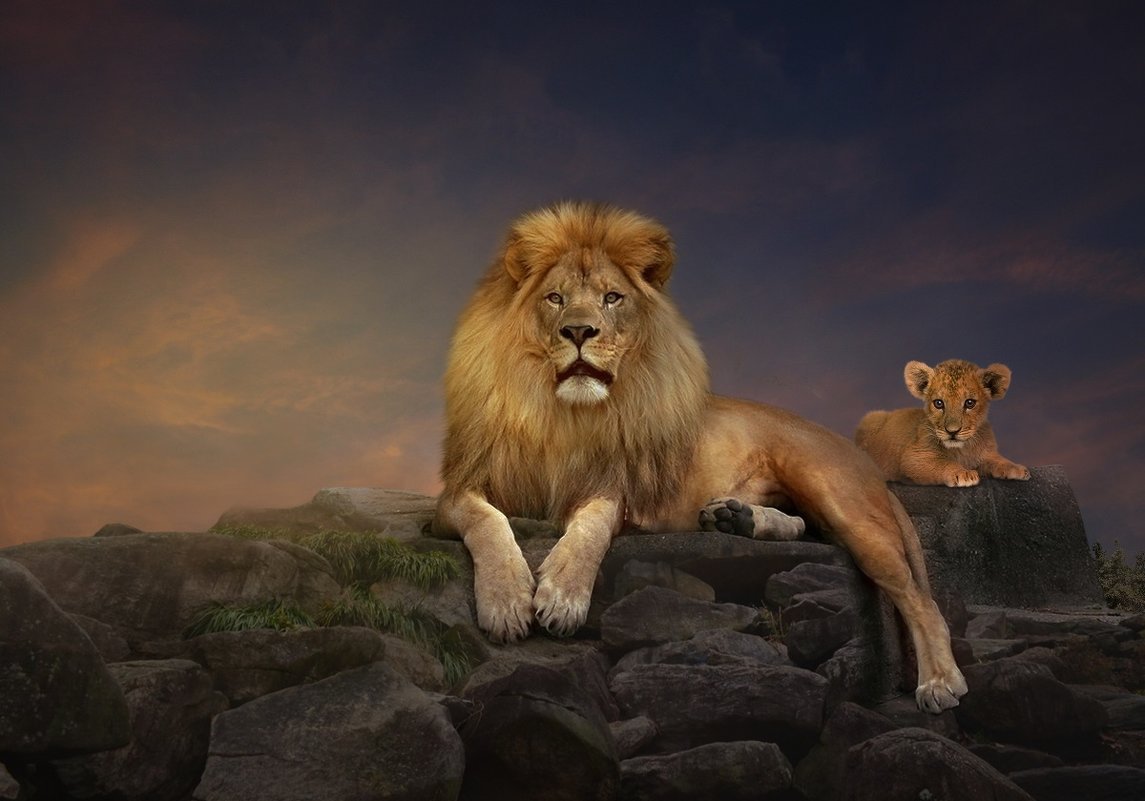 Обои на рабочий стол Лев