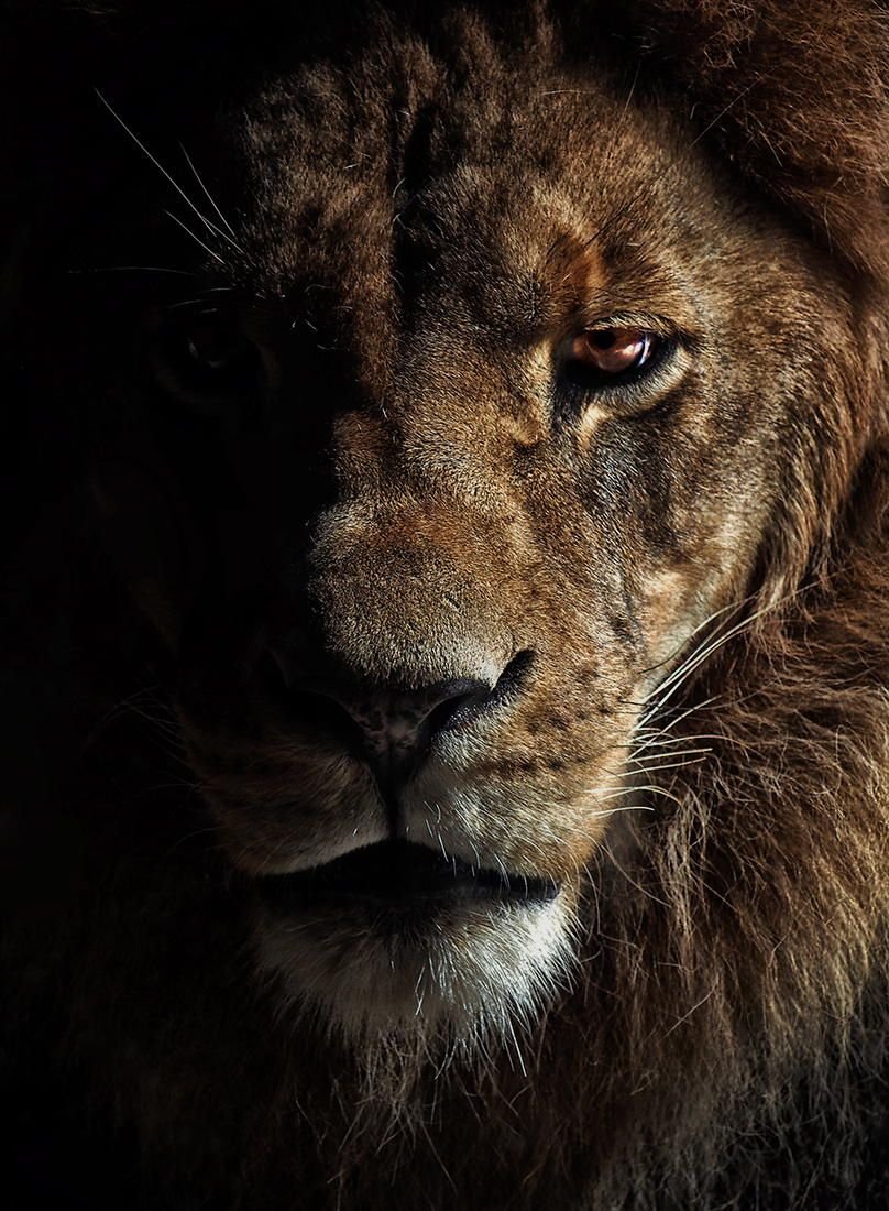 Львы красивые в хорошем качестве