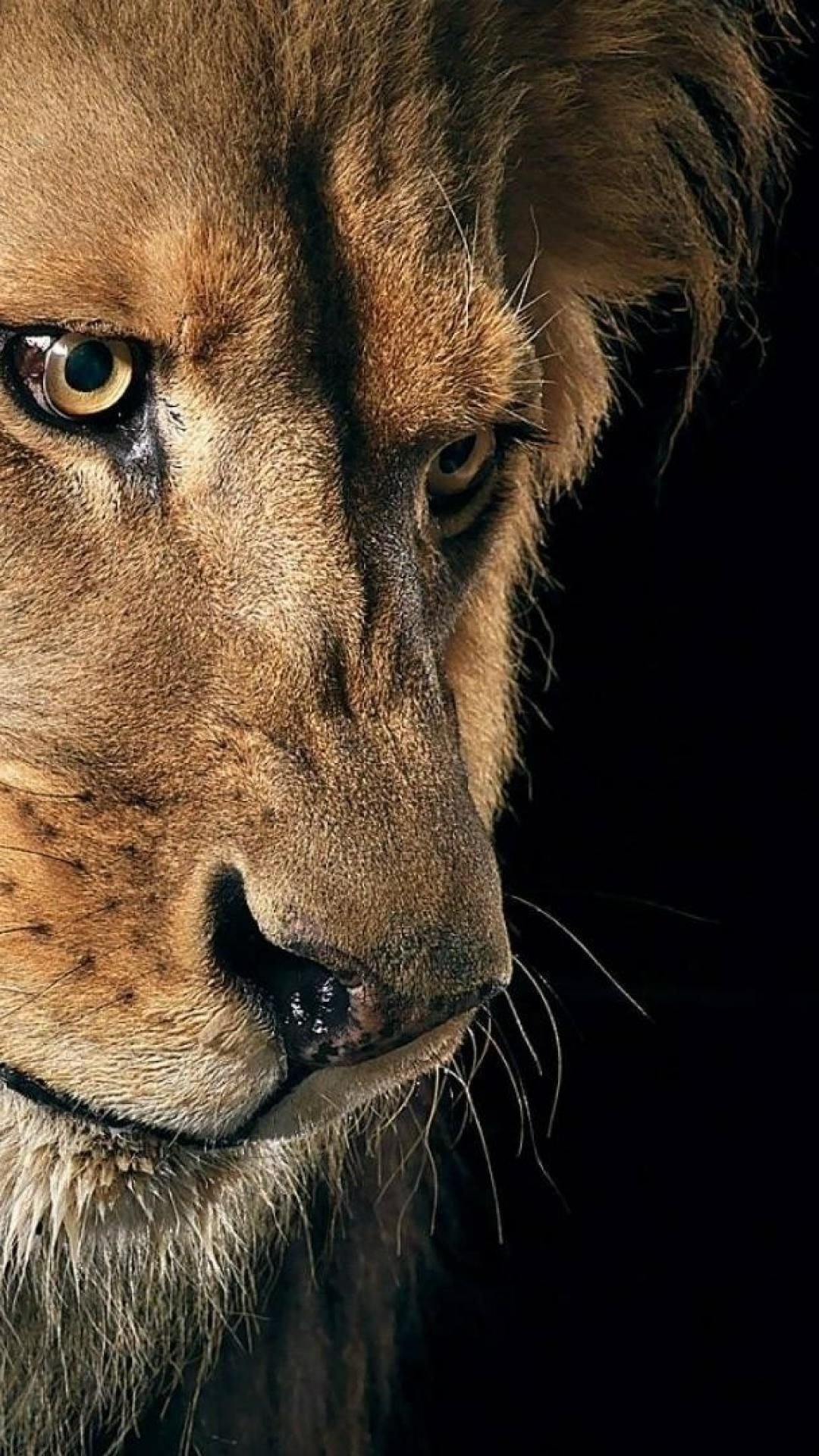 Лев на черном фоне