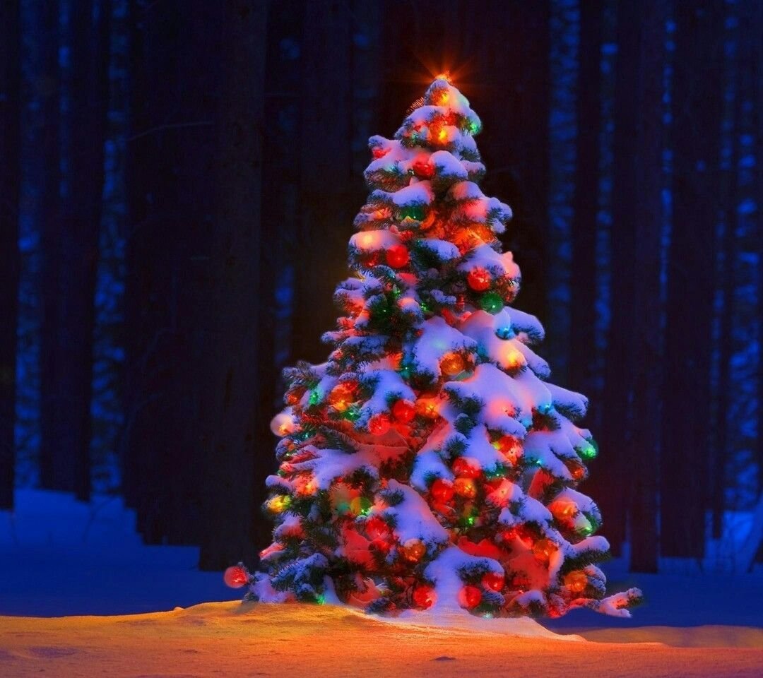 Красивая елка в лесу