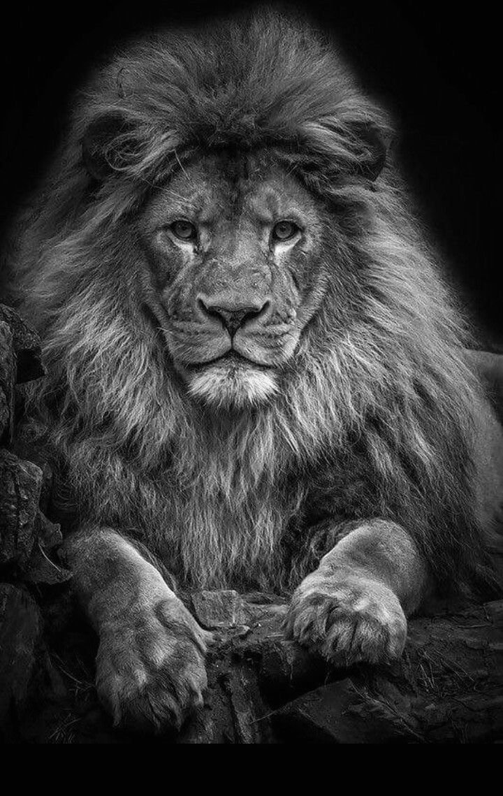 Король Лев с короной