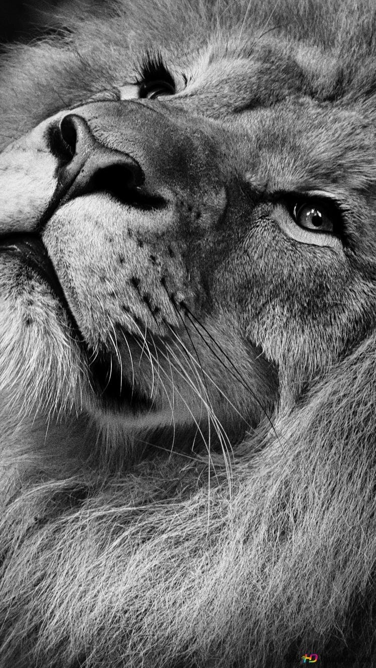 Спокойный Лев