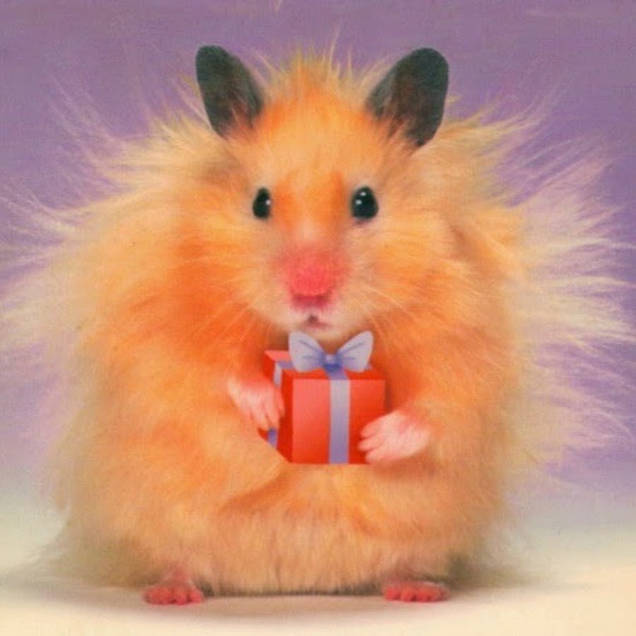 Хомяк позитив