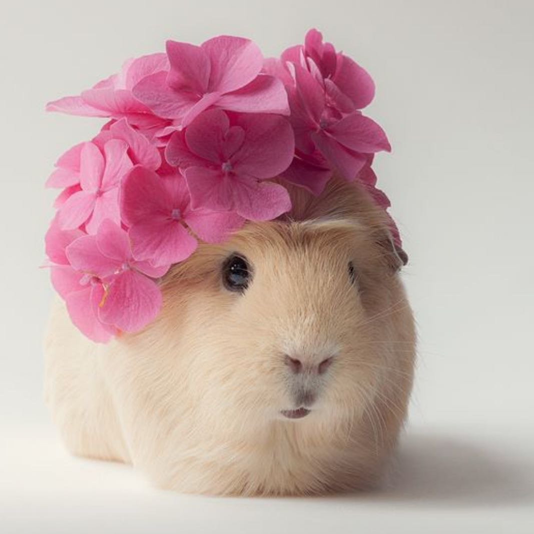 Морская Свинка с бантиком