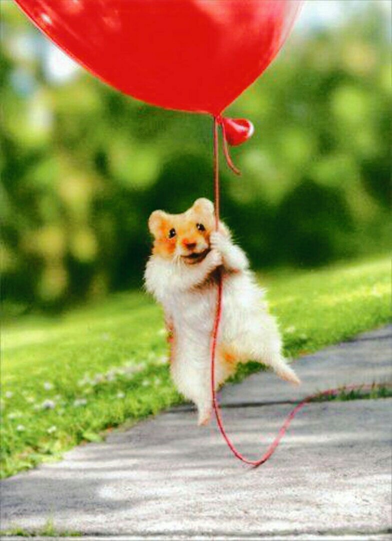 Хомяк на воздушном шаре