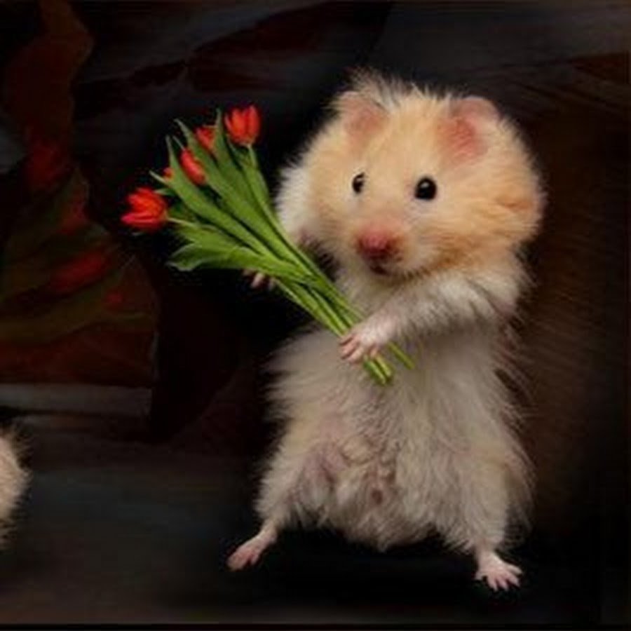 Хомячок с цветами