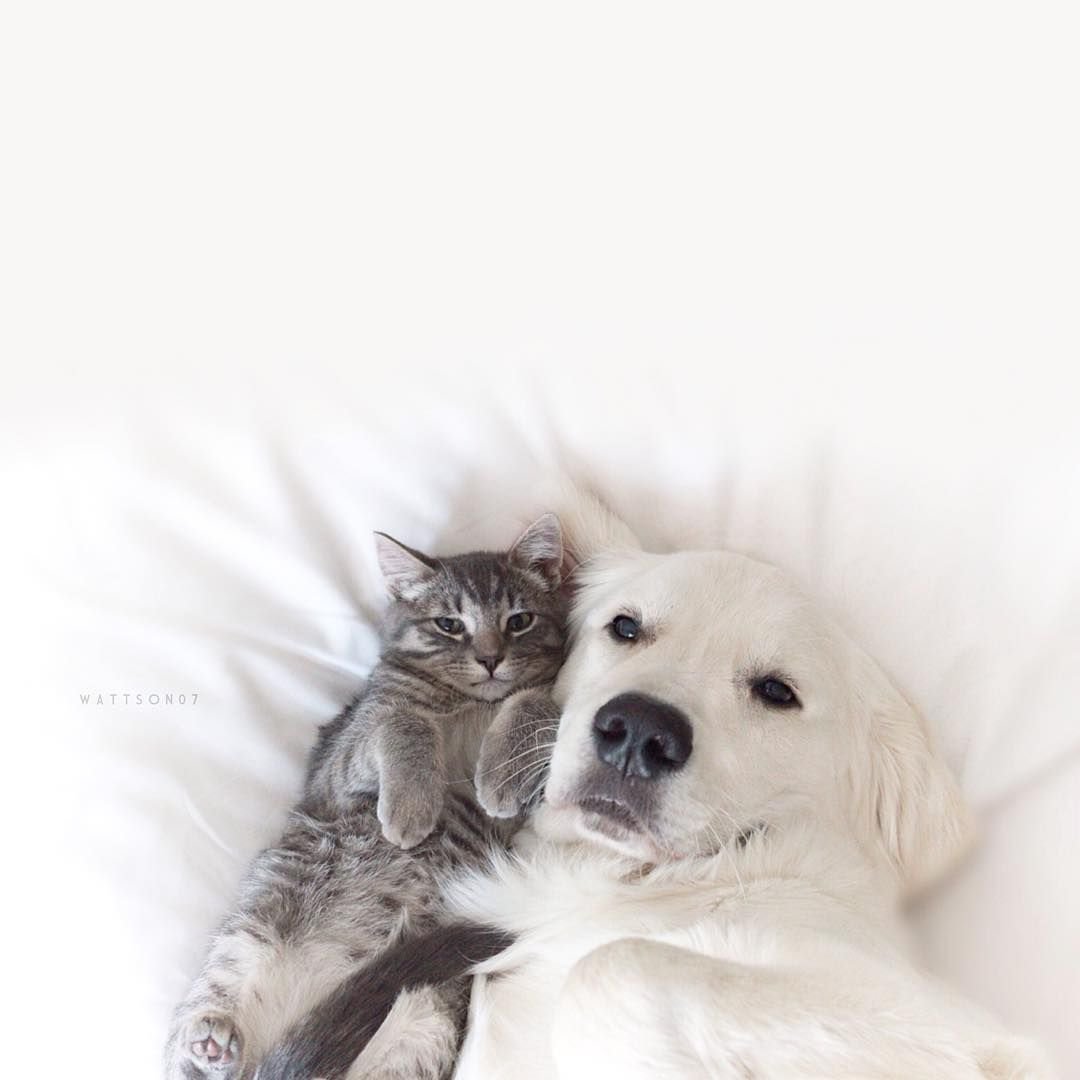 Голден ретривер и котенок