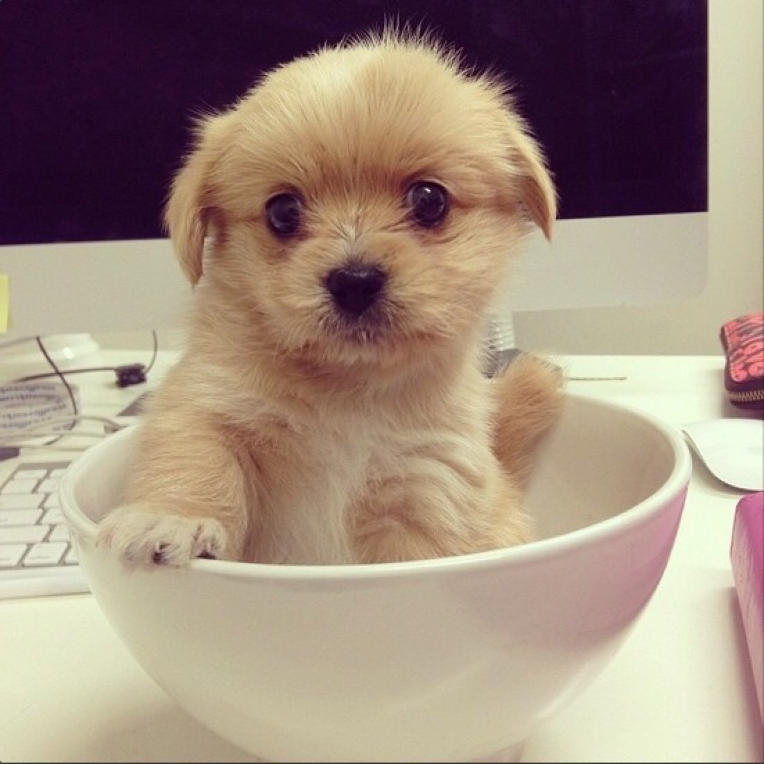 Красивый мужчина с собакой