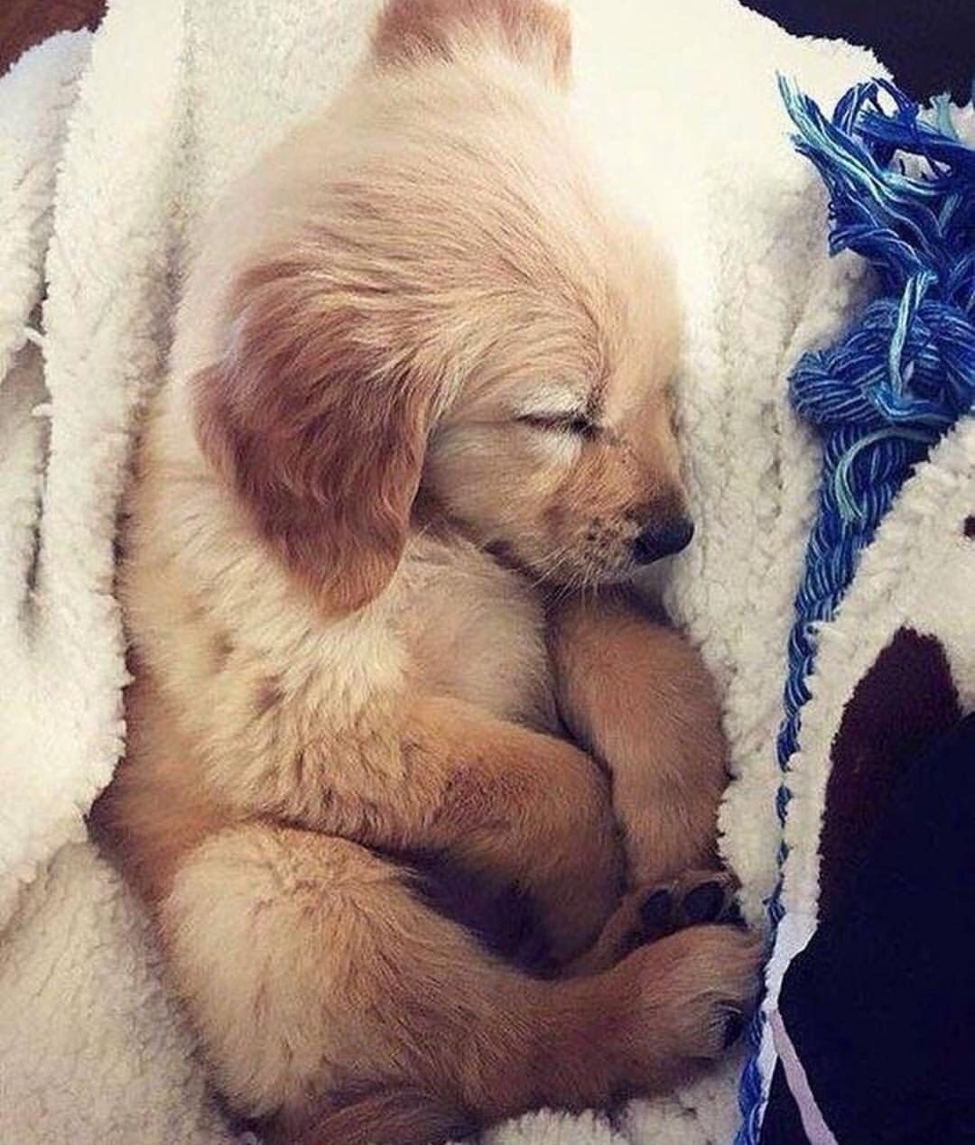 Топовые собаки