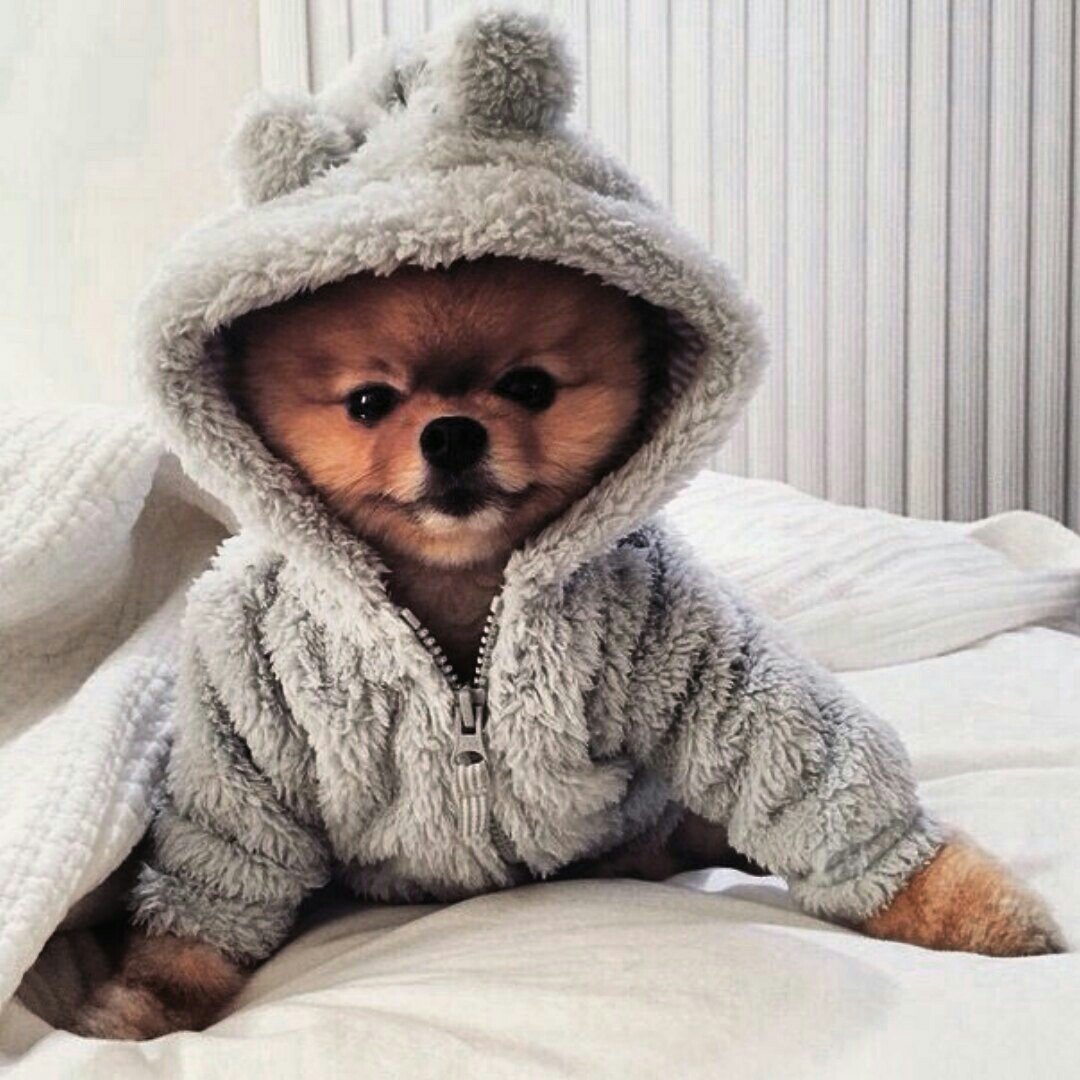 Няшные собаки