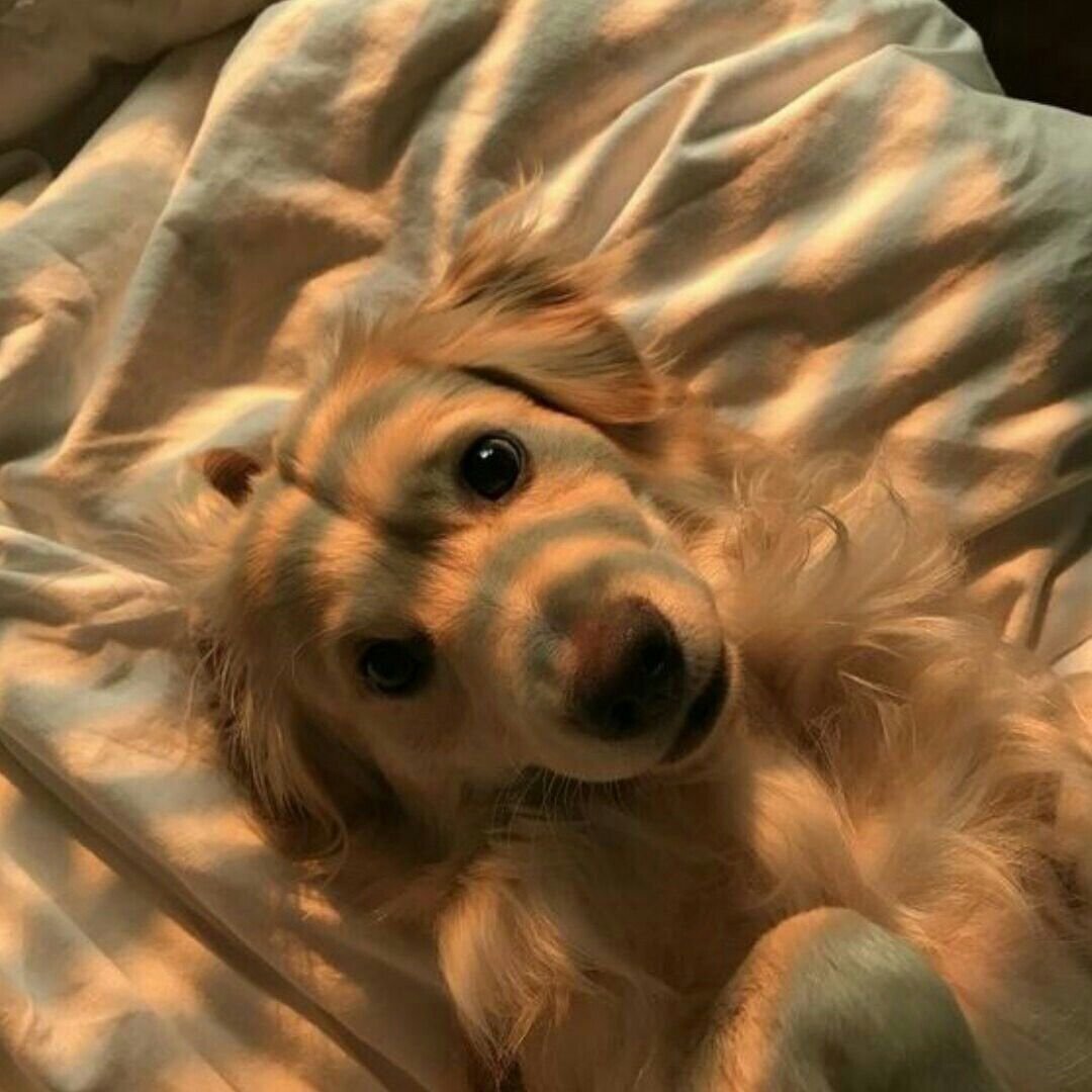 Сладкие щеночки