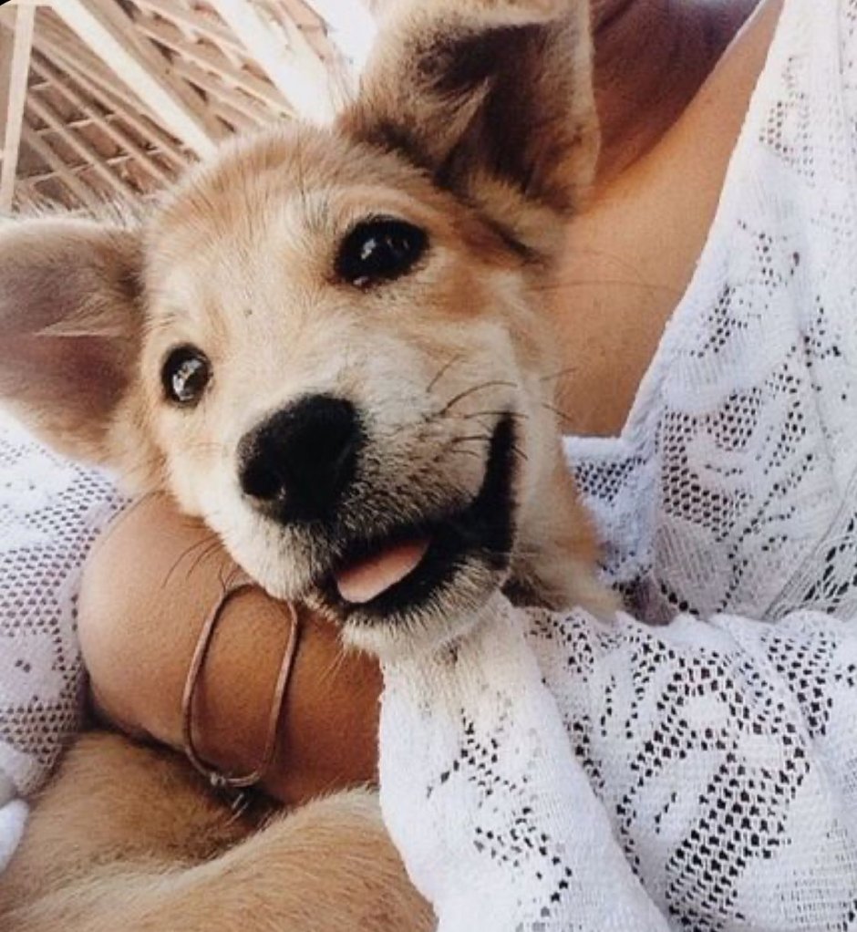 Обнимает собаку