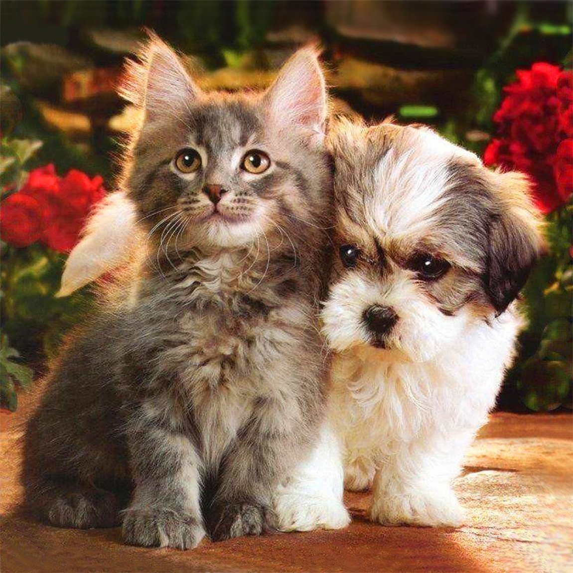 Seemee голодный пёс