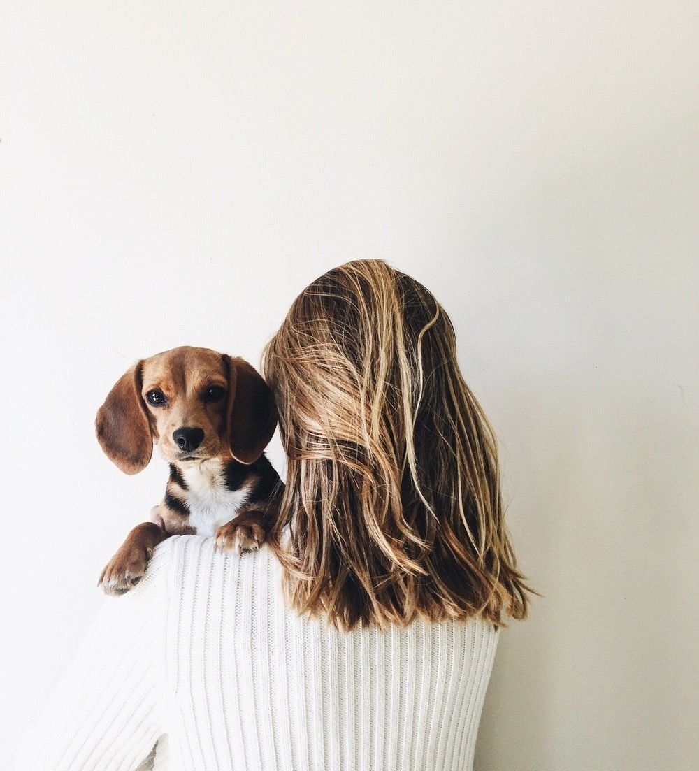 Фото из Пинтерест собак