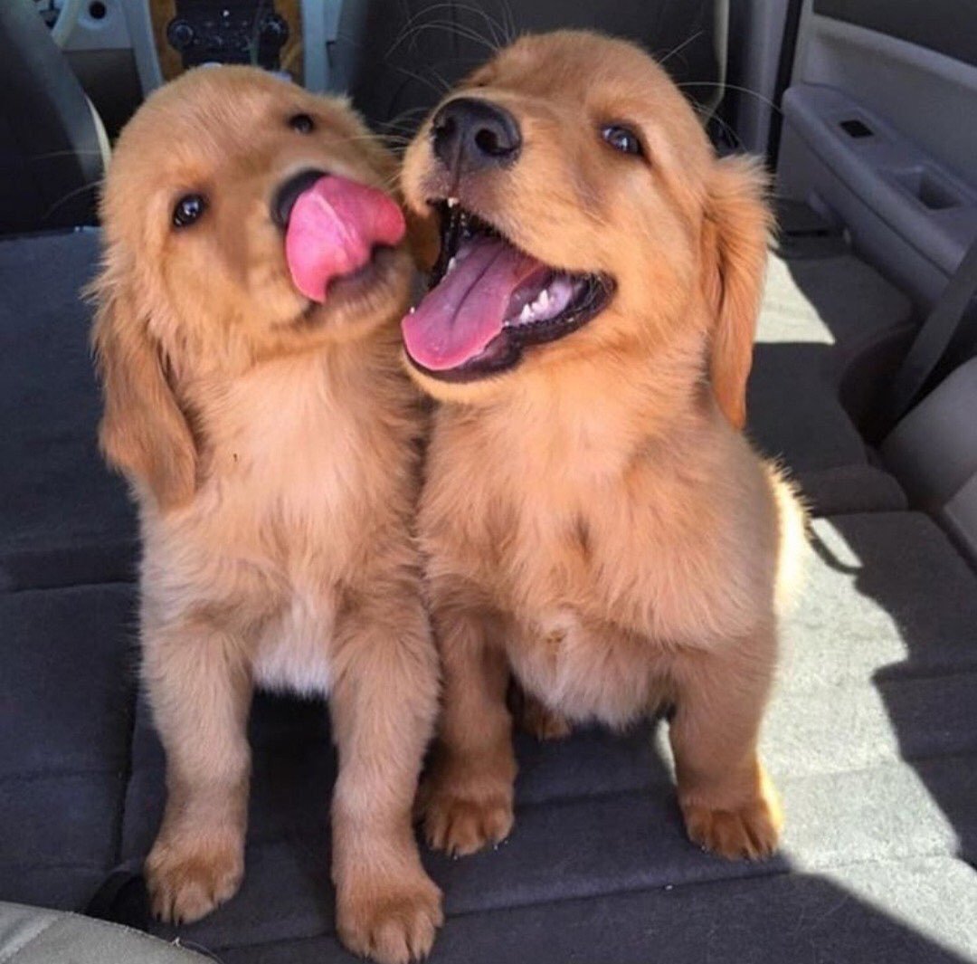 Еда для собак