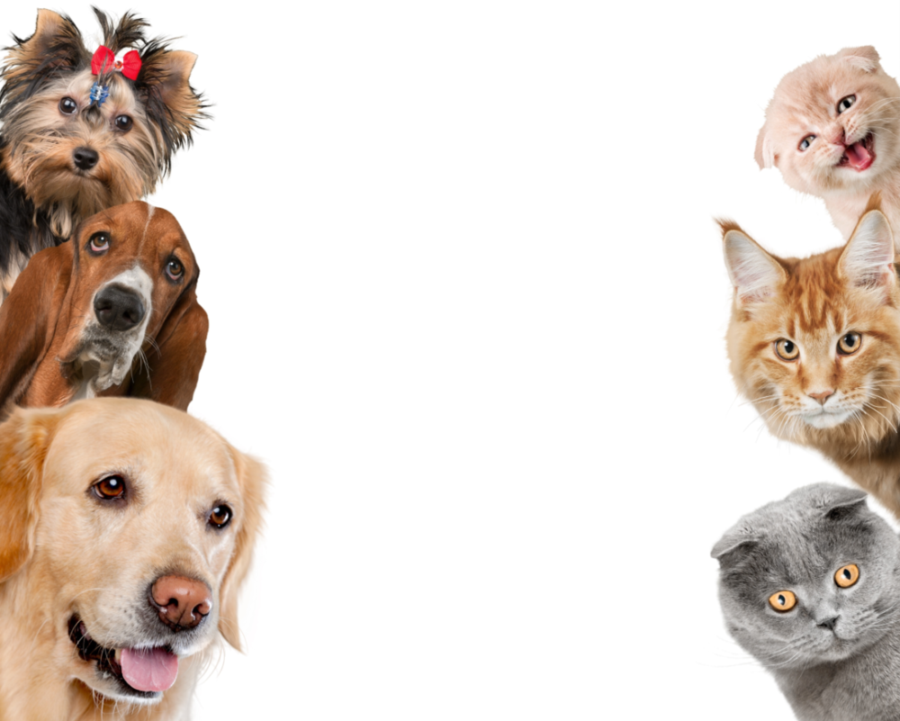 Обои на рабочий стол собаки