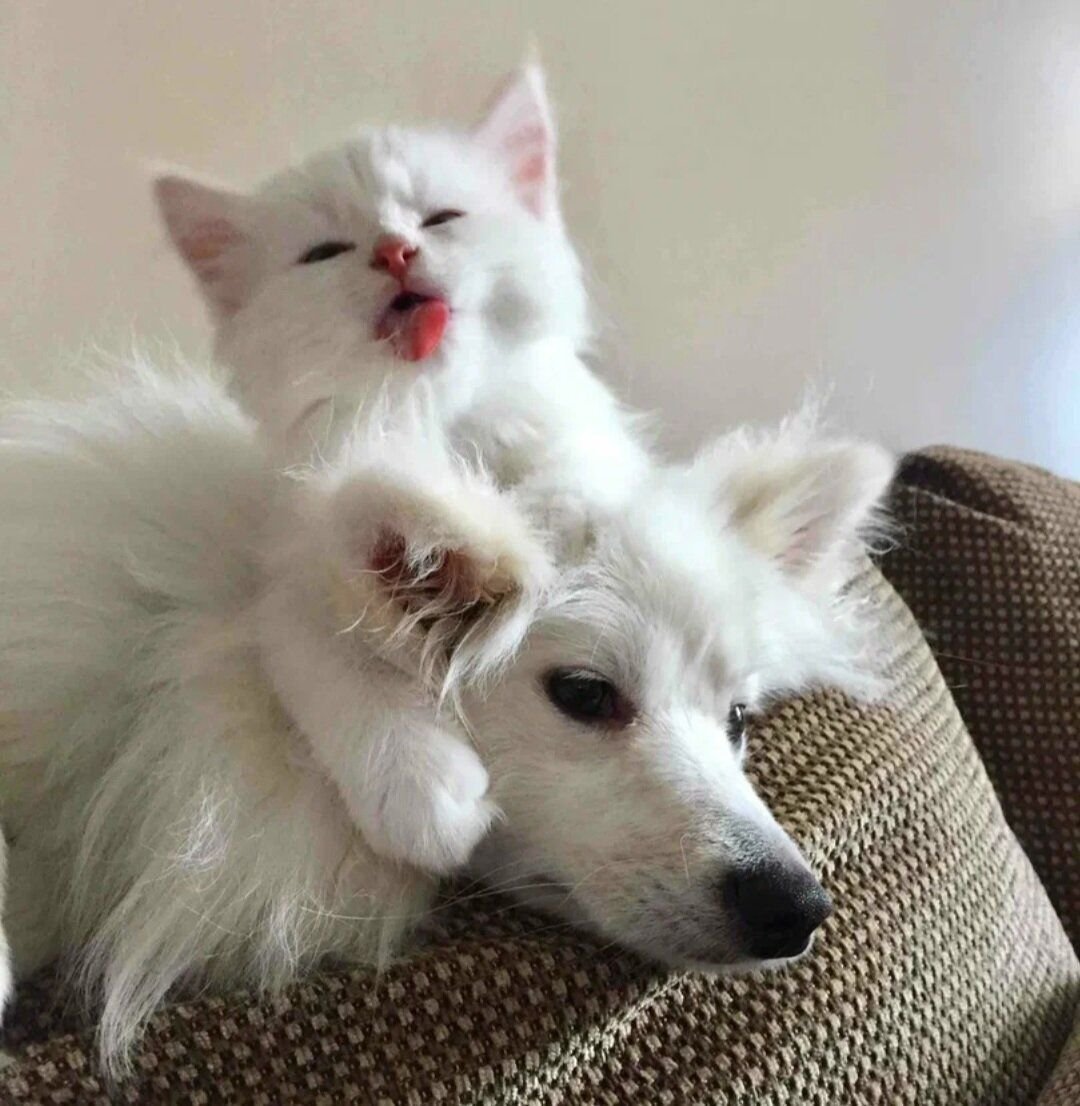 Котики собачки