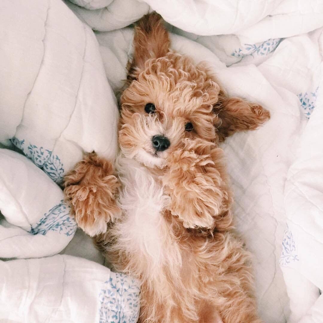 Пёс Гурман Папай