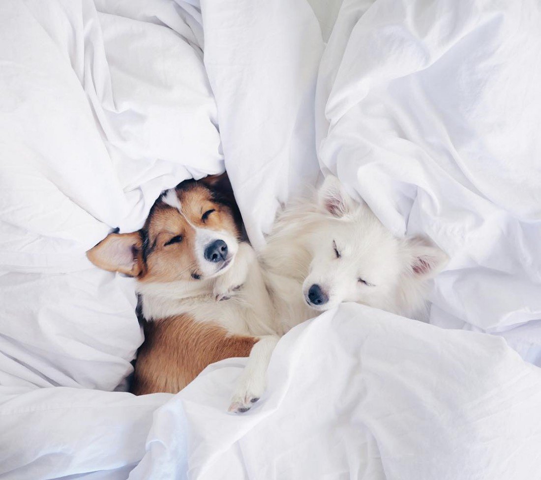 Спящие собачки