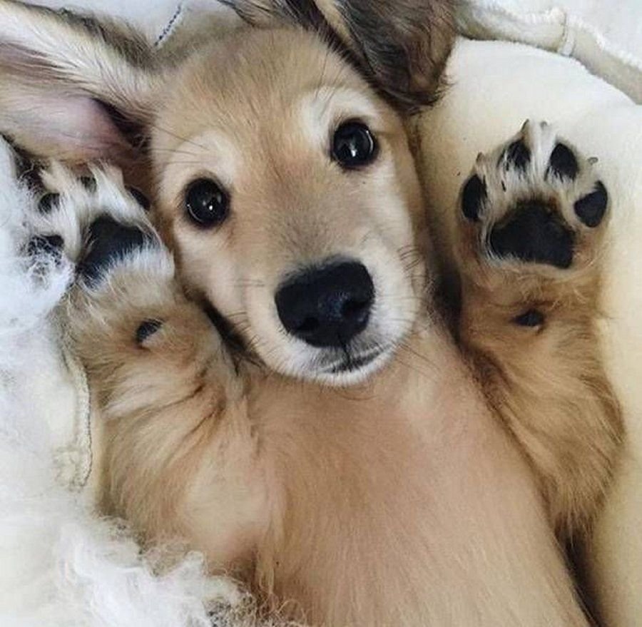 Животные и еда